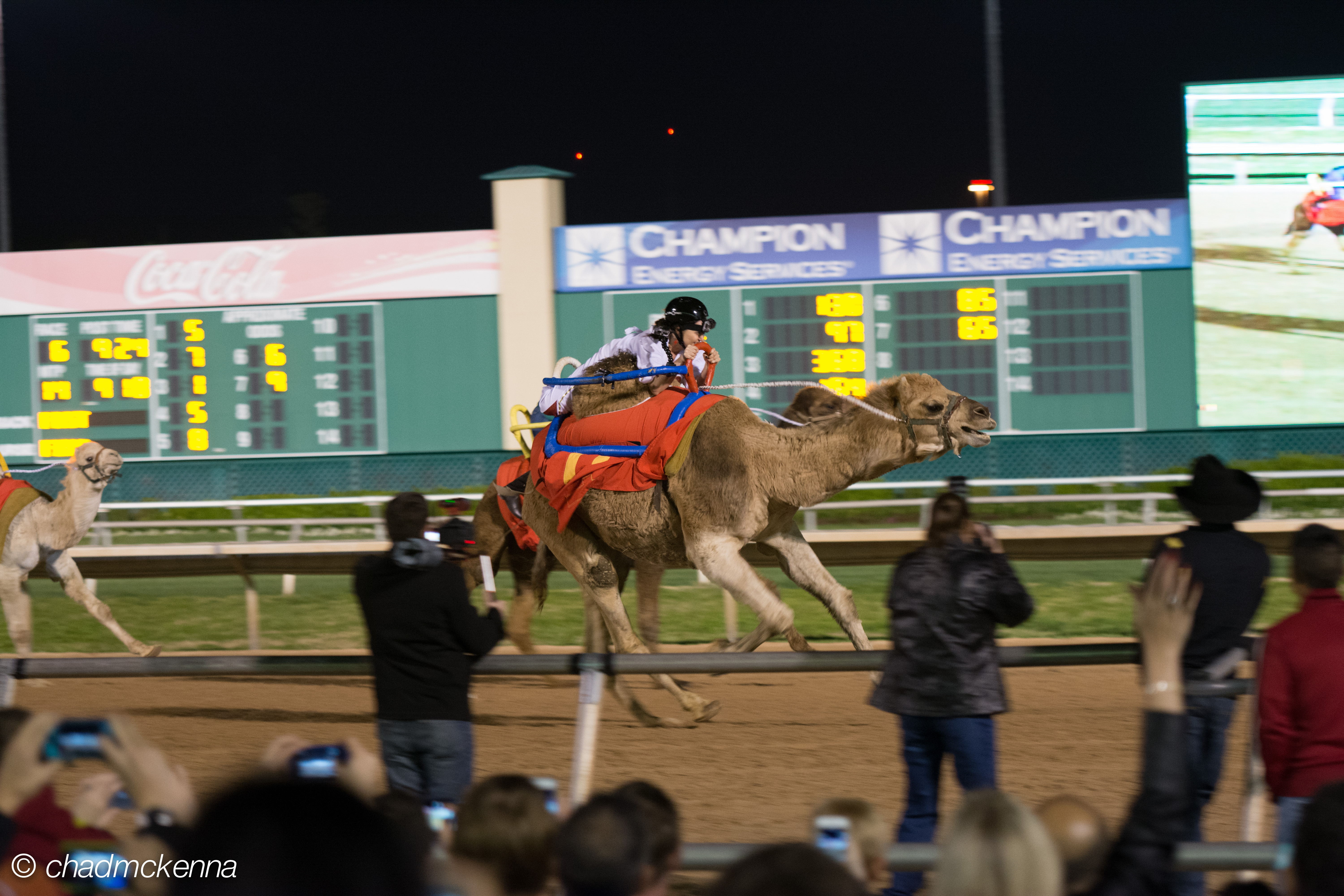 Camels!
