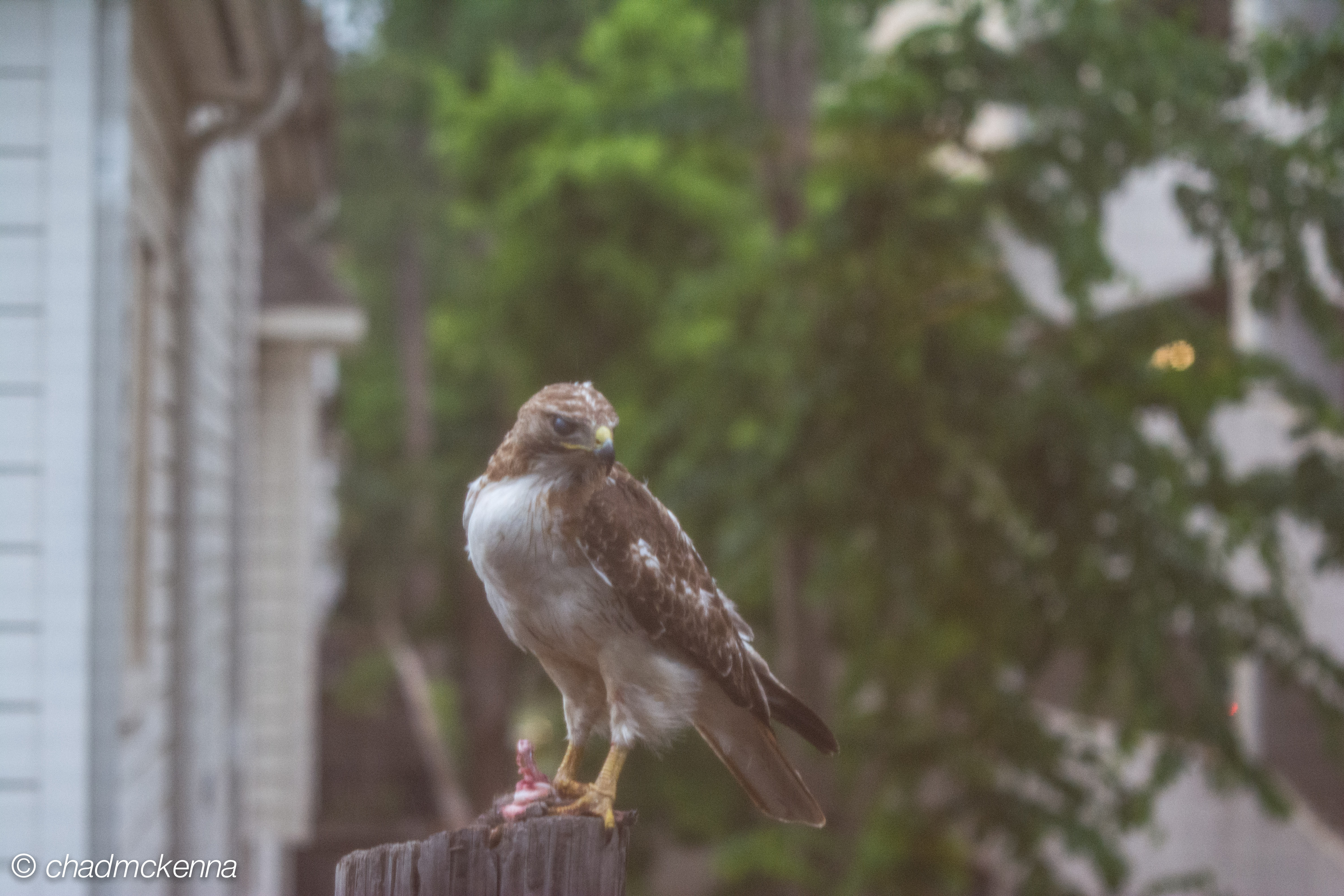 Hawk!