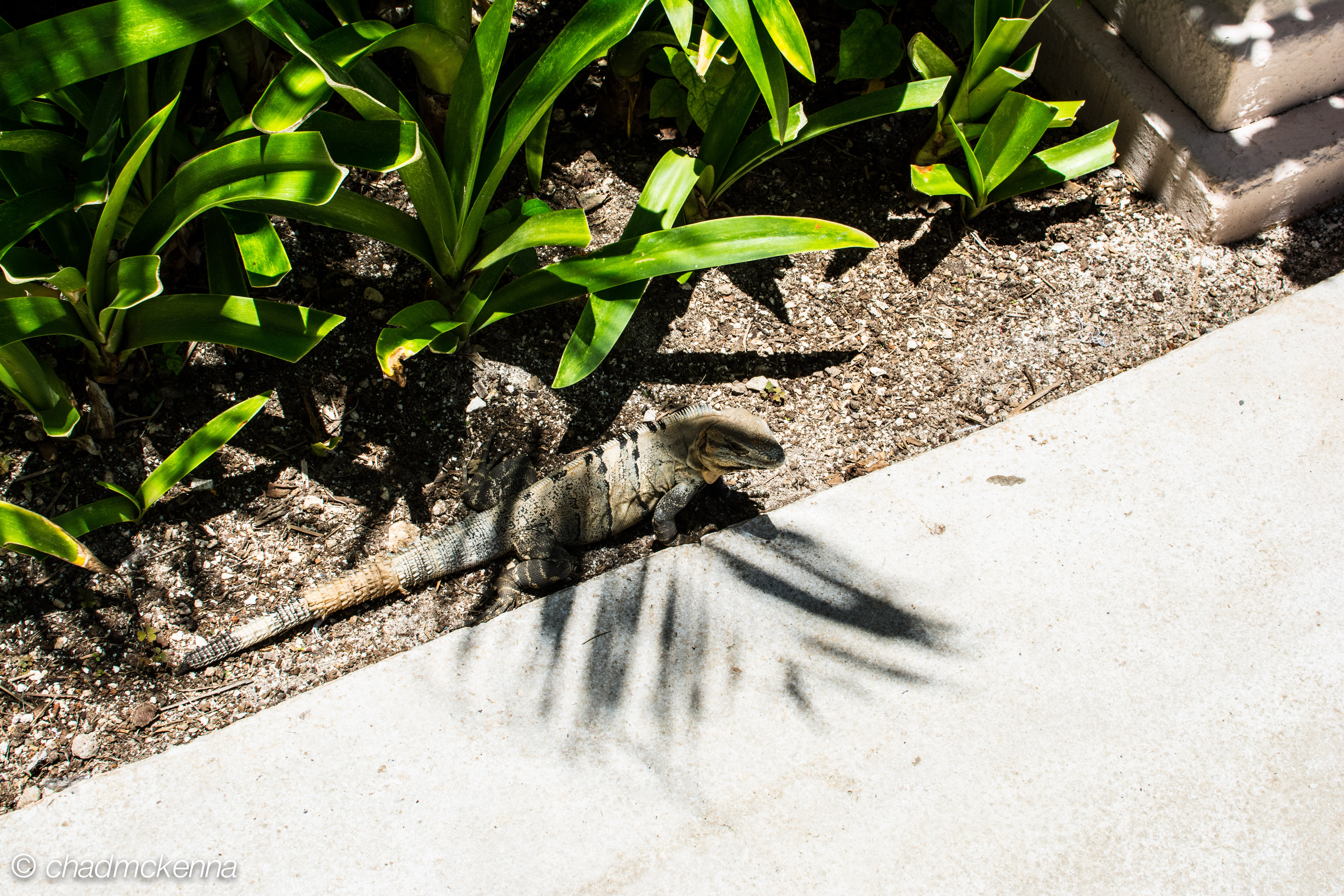 The local wildlife