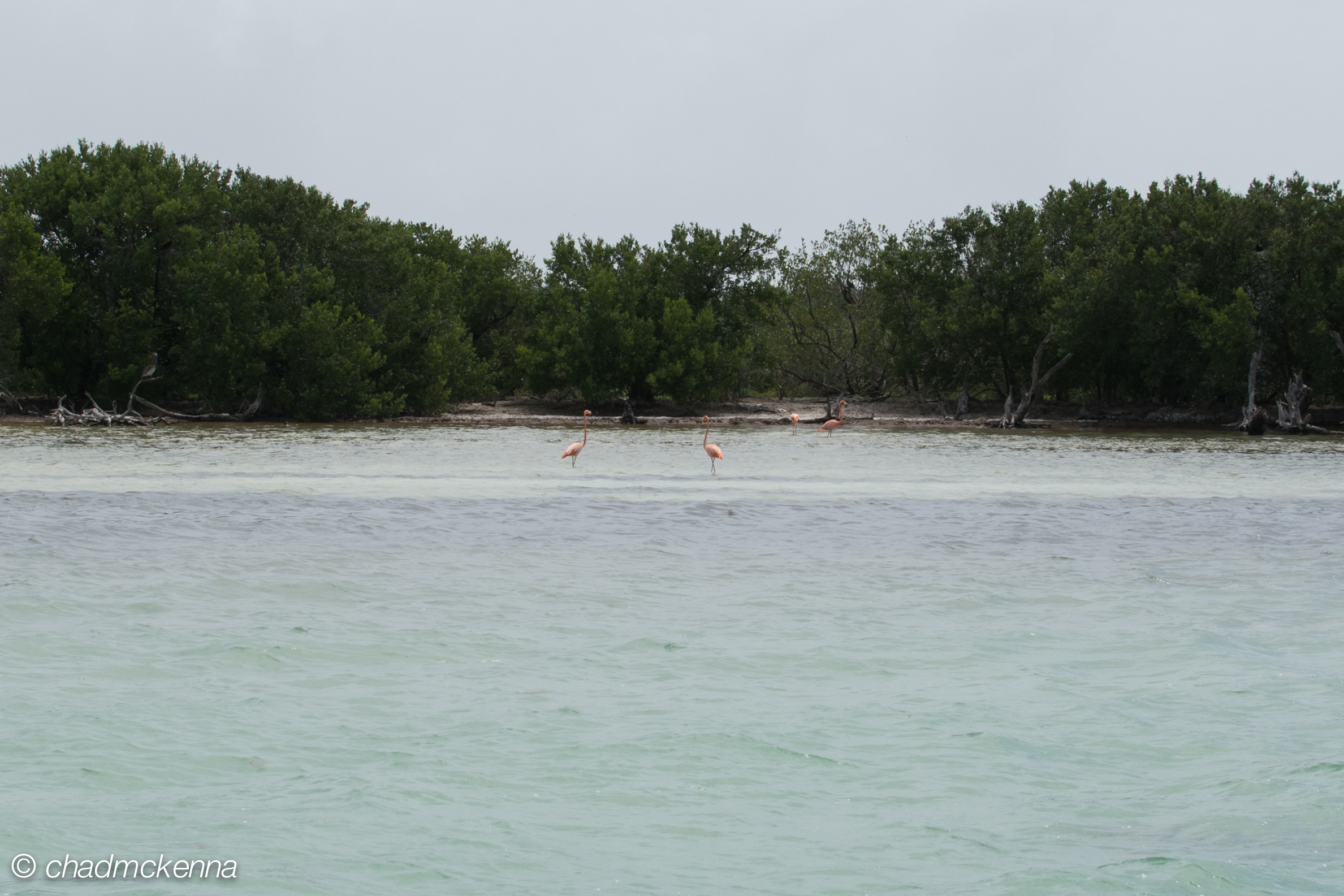 Wild Flamingos!