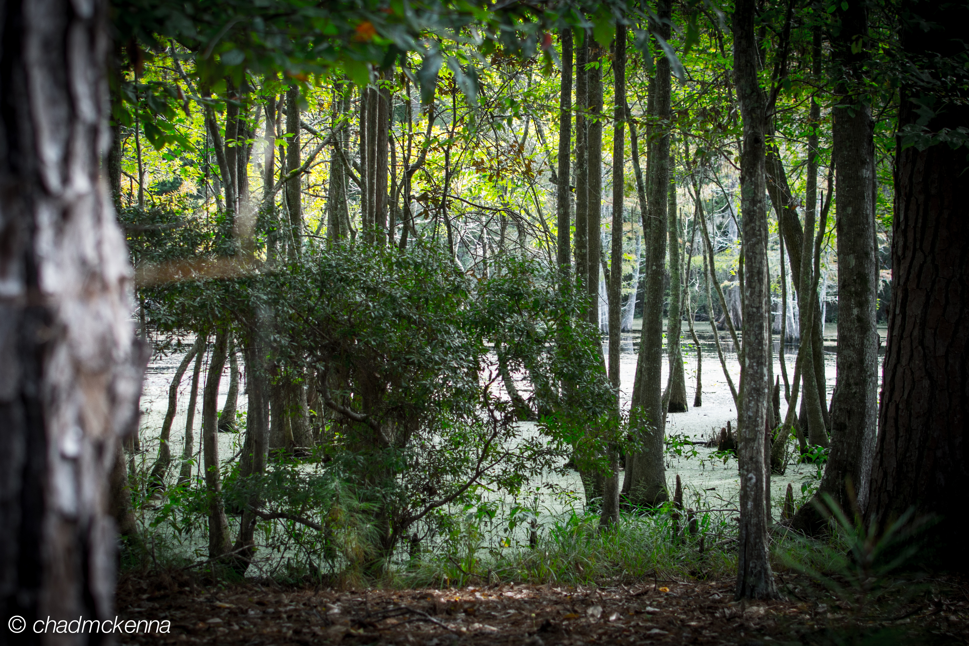 A shot of the swamp