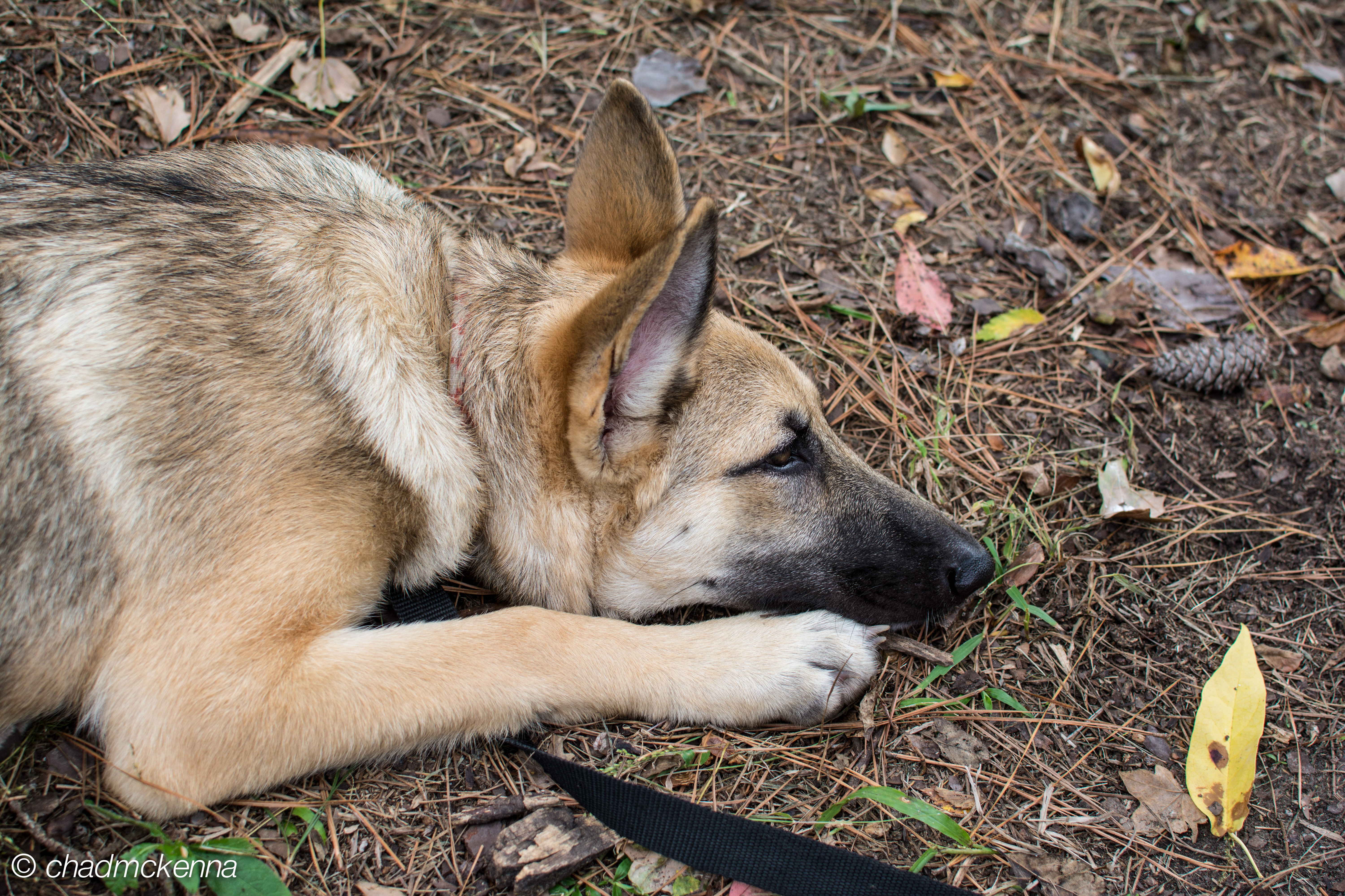 Puppy!