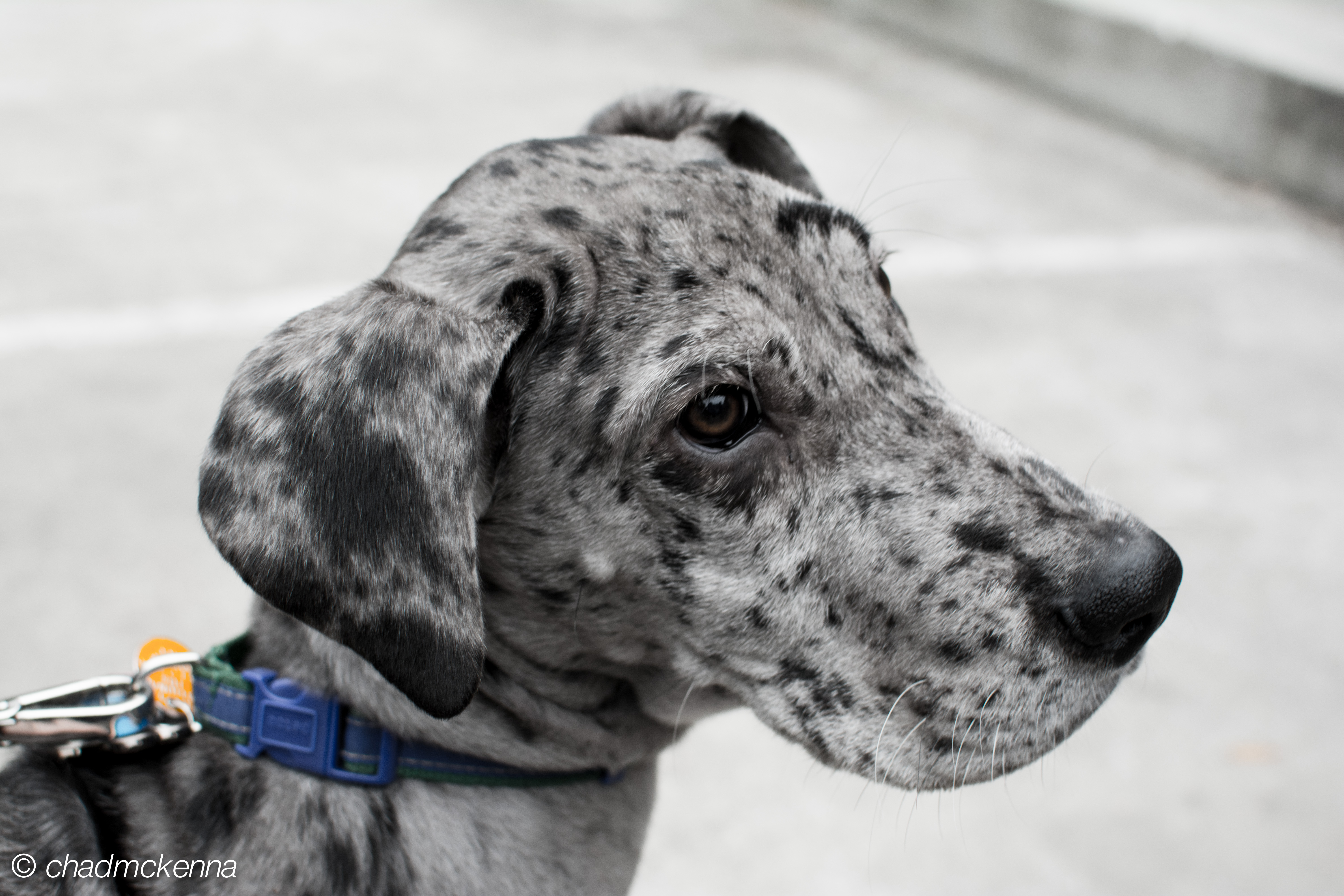 Barley. A portrait.