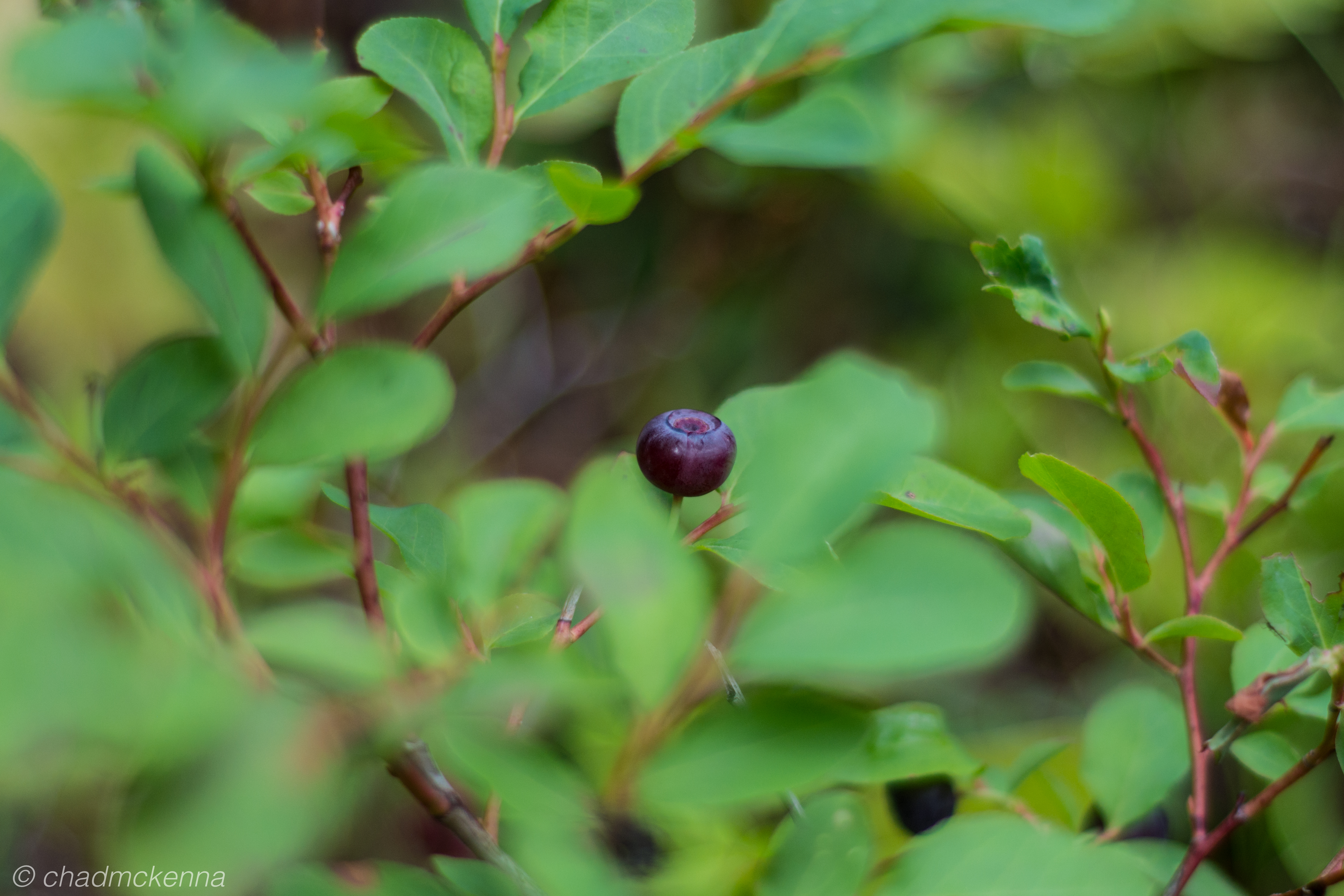 20150728-DSC_7837-3