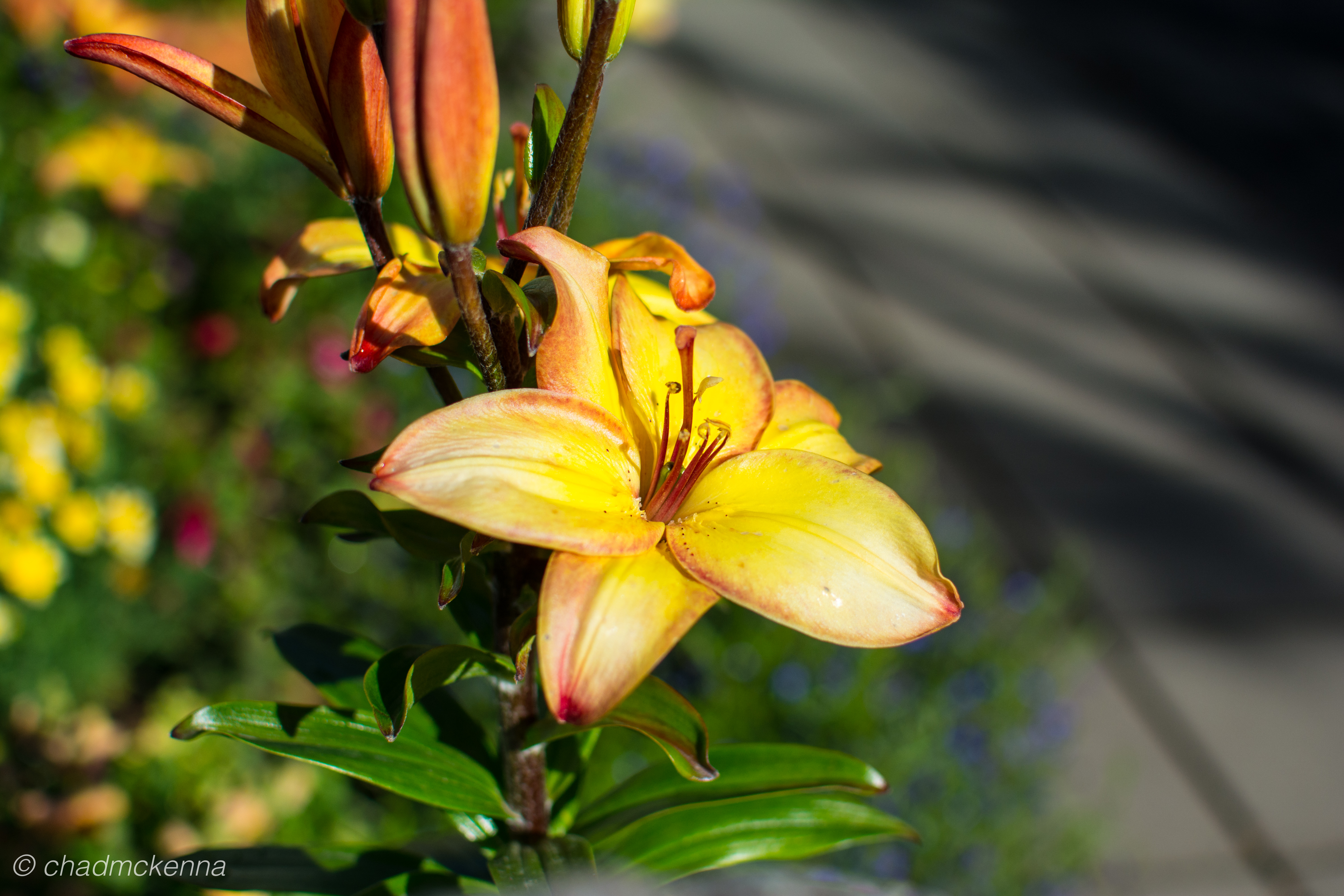 dsc_2234-8