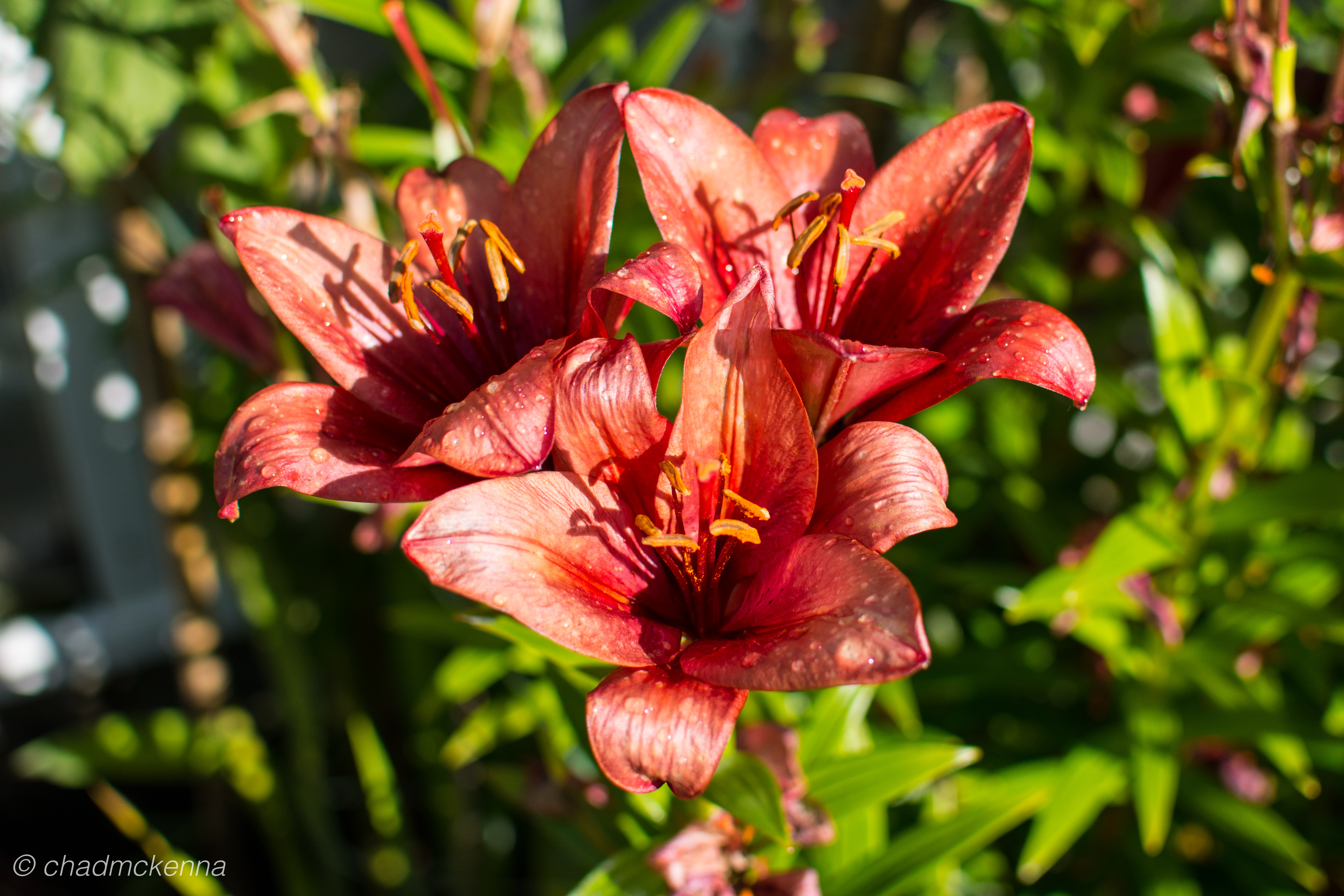dsc_2236-9