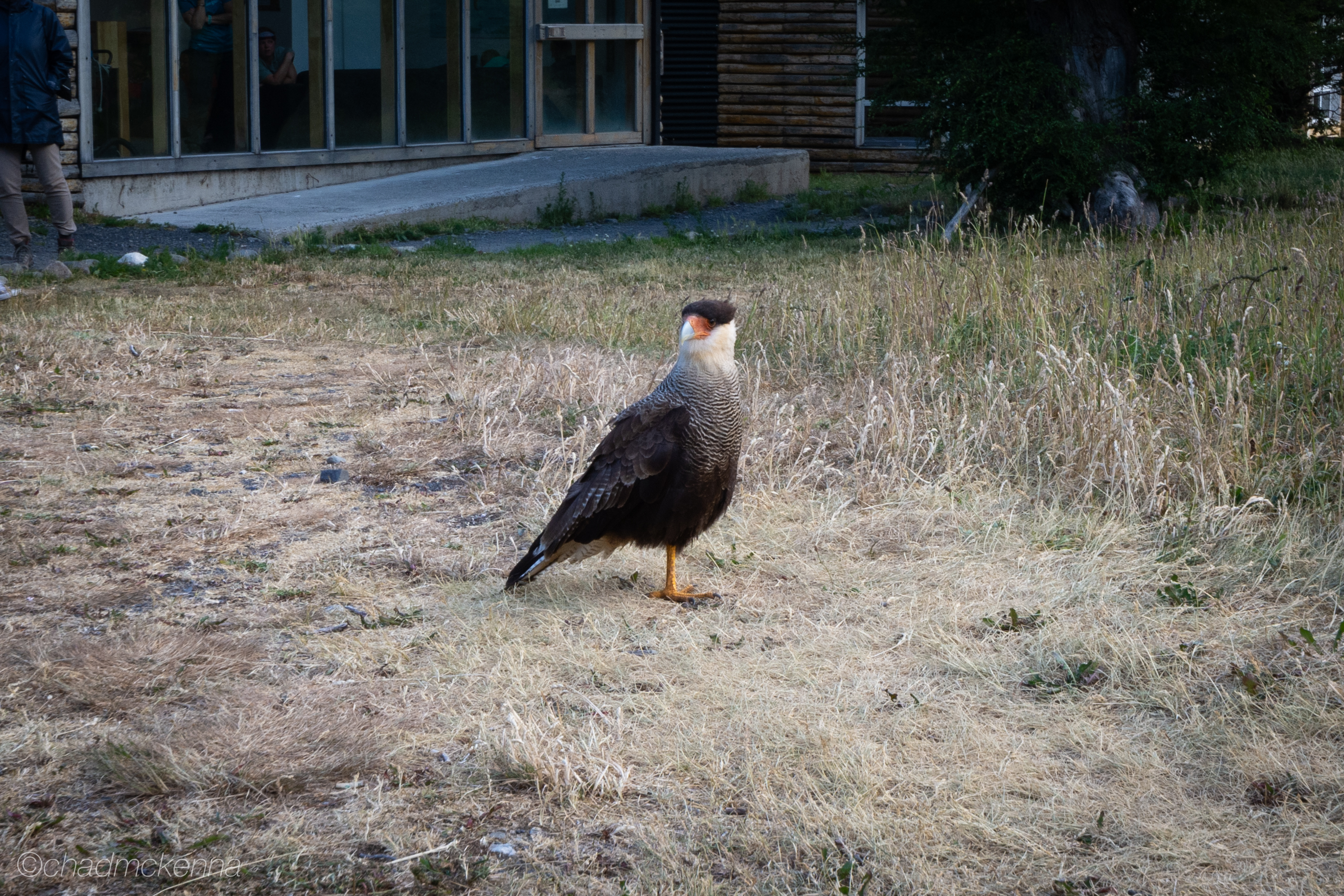 The local wildlife