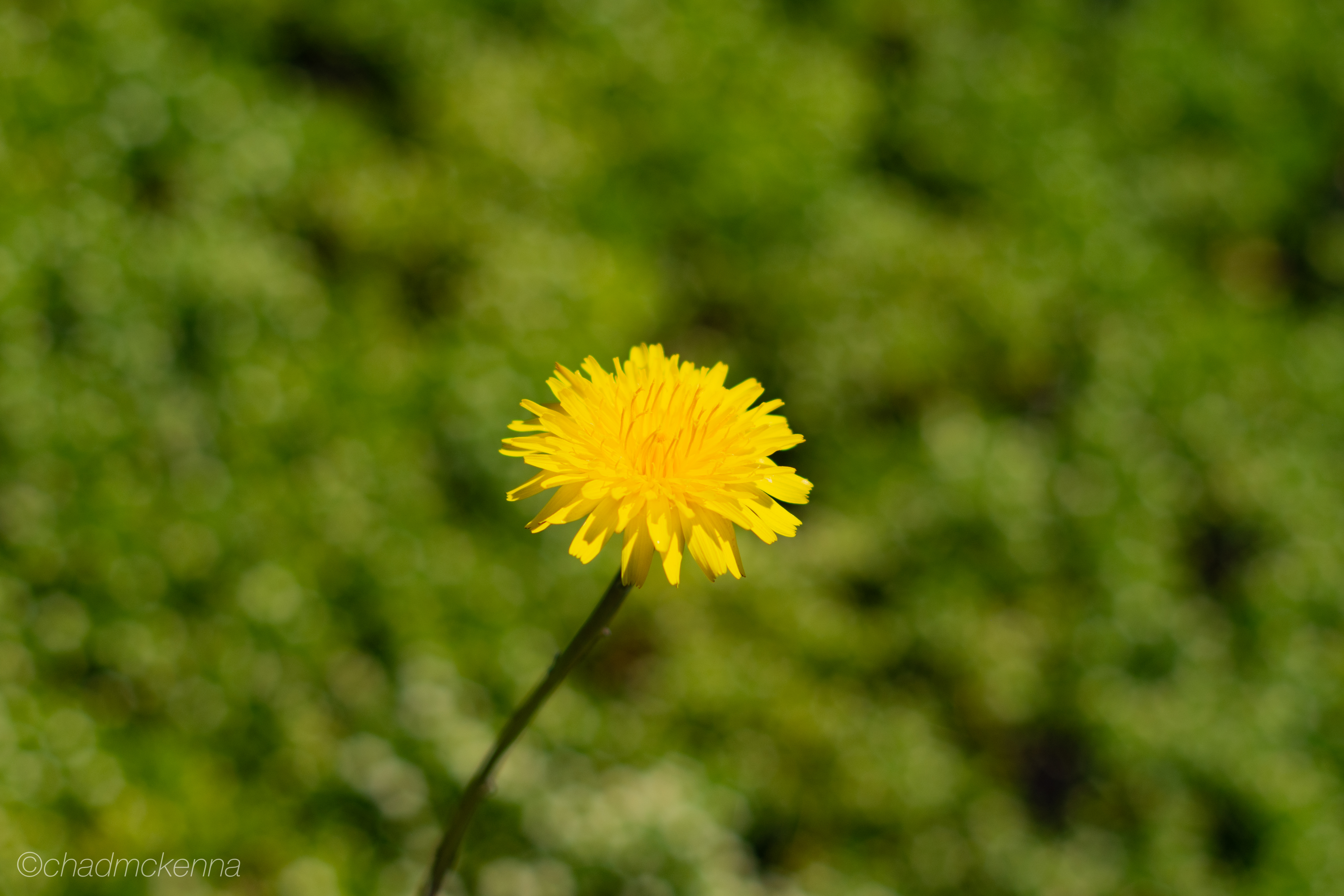 More flowers
