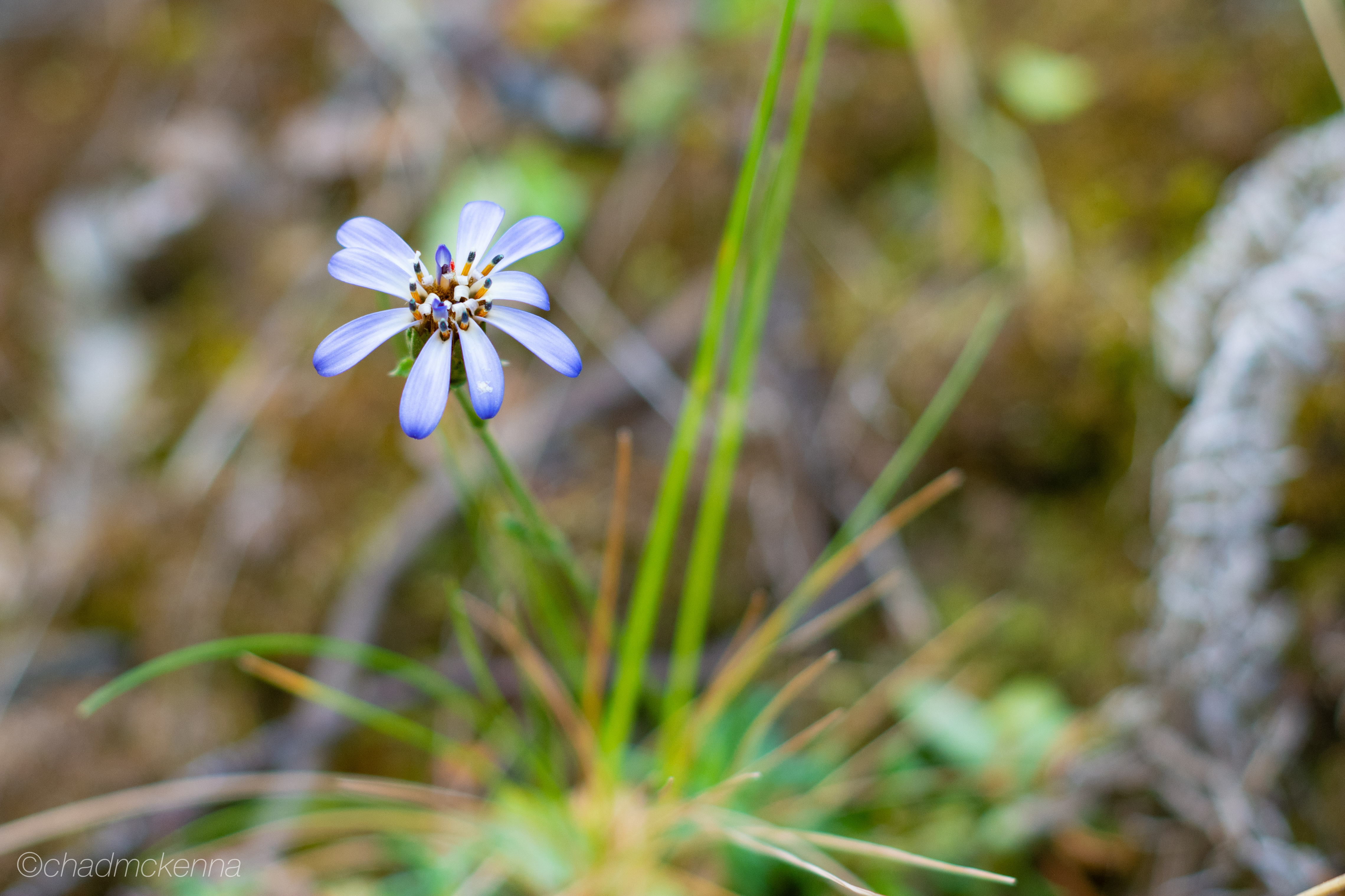 More flowers