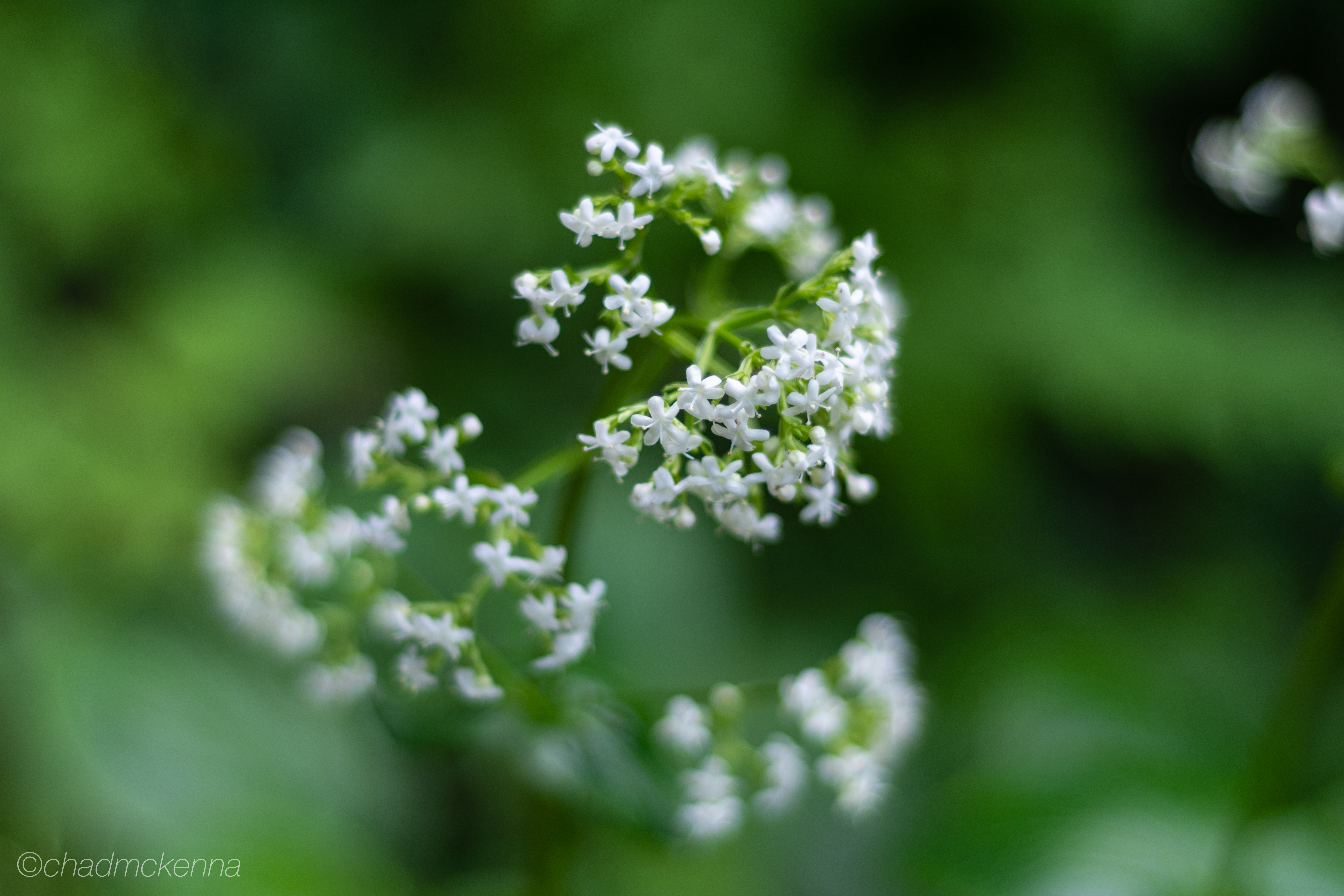More flowers