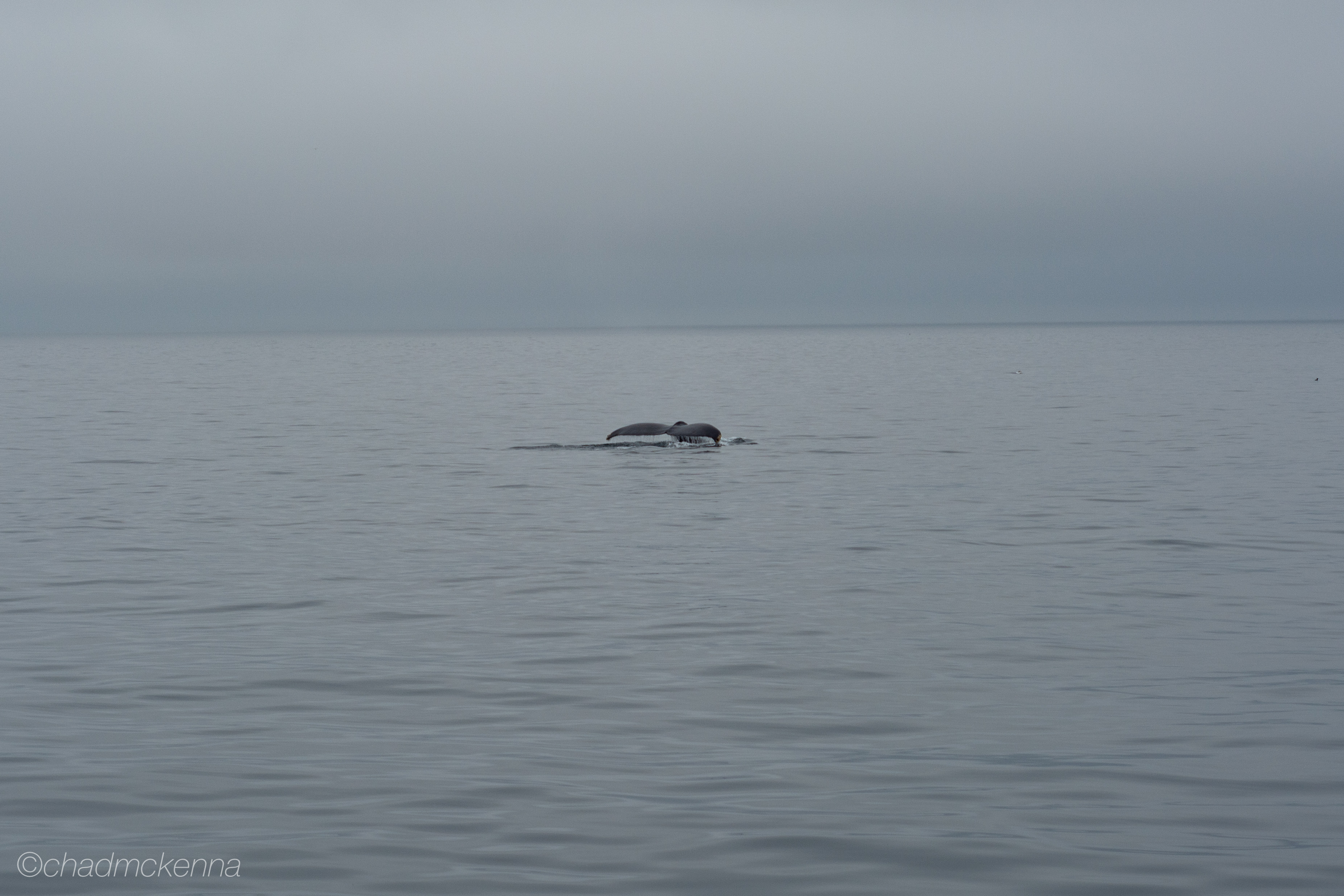 DSC_1736-32