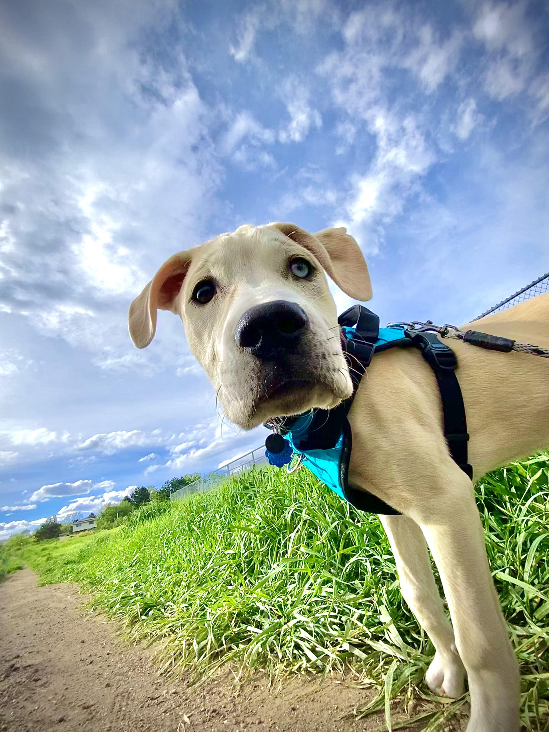 Luna Puppy!